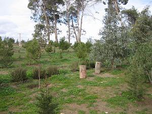 TELAGH LE BOSQUET  05